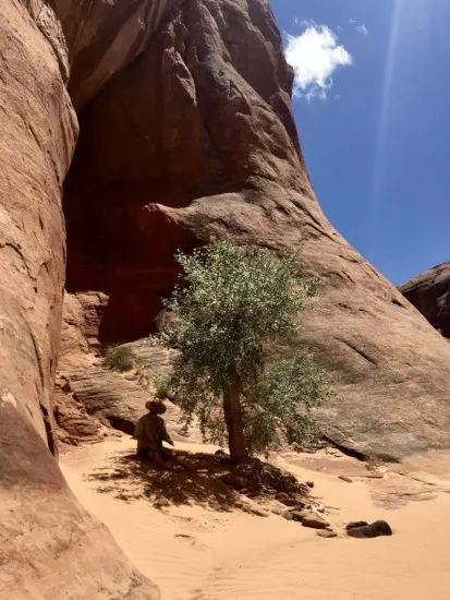 Finding shade under a tree in the desert.