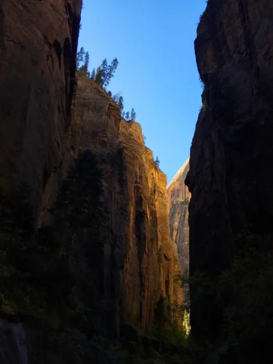 Looking up at the tall canyon walls in Zion National Park.