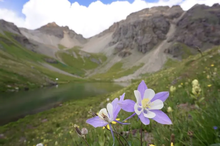 flowers at ice lake and island lake, ouray, co