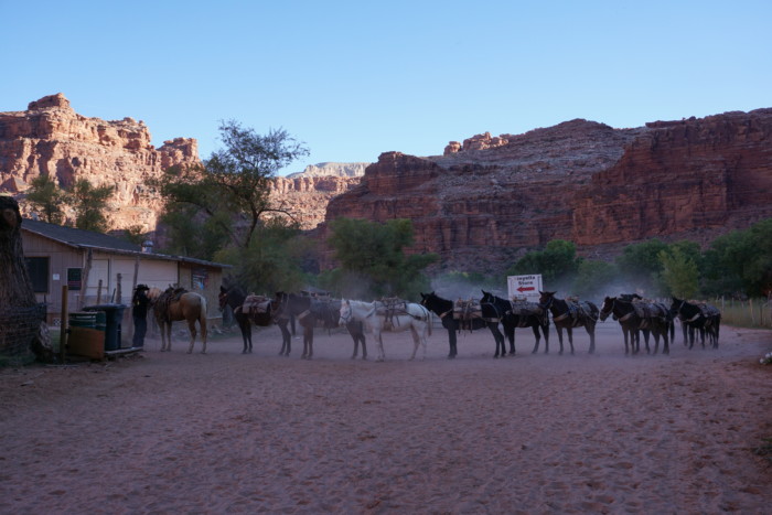 horses lined up to take everyones packs back up the trail at havasu falls