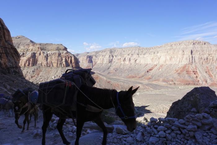 havasupai falls tours