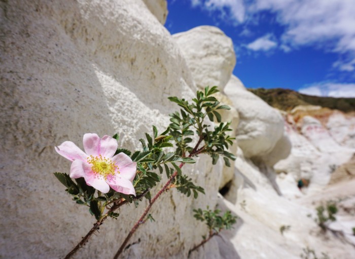 A pink flower in the Paint Mines Interpretive Park.