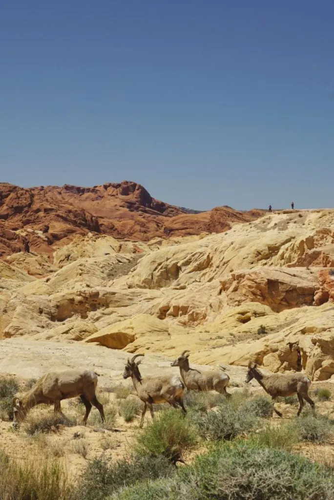 Bighorn Sheep grazing in Valley of Fire State Park.