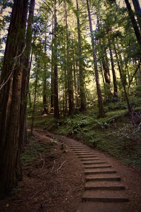 Stairs up to a viewpoint in Muir woods National Monument