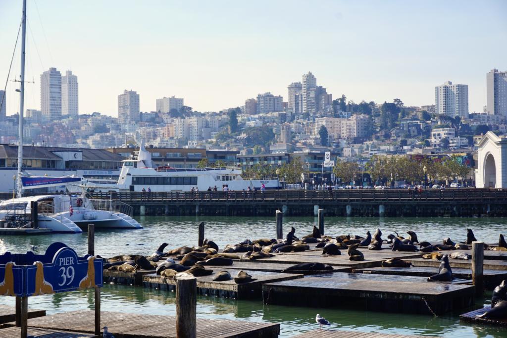 Sea Lions on the Pier at San Francisco's Pier 39
