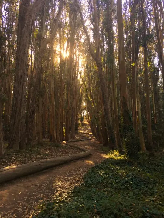 a view of Andy Goldsworthy Wood Line Art in the eucalyptus grove