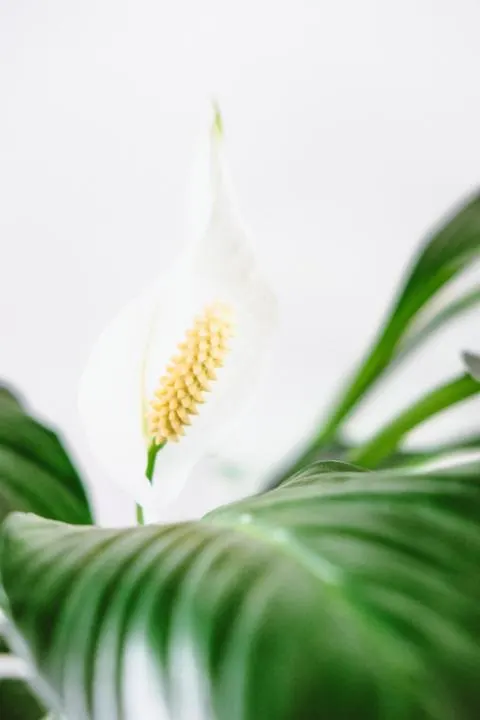 Peace lily plant for campervan