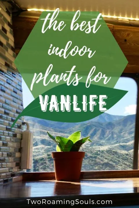 Plants for vanlife pin