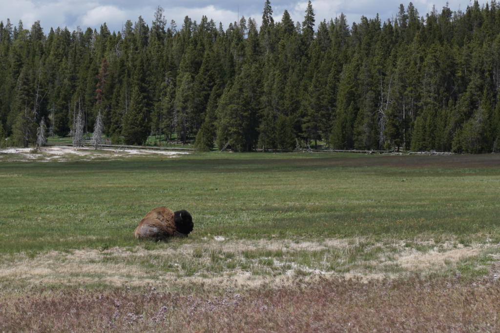 Bison laying on the grass At Yellowstone National Park