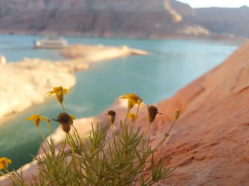 A view of flowers in focus with Lake Powell blurry in the background