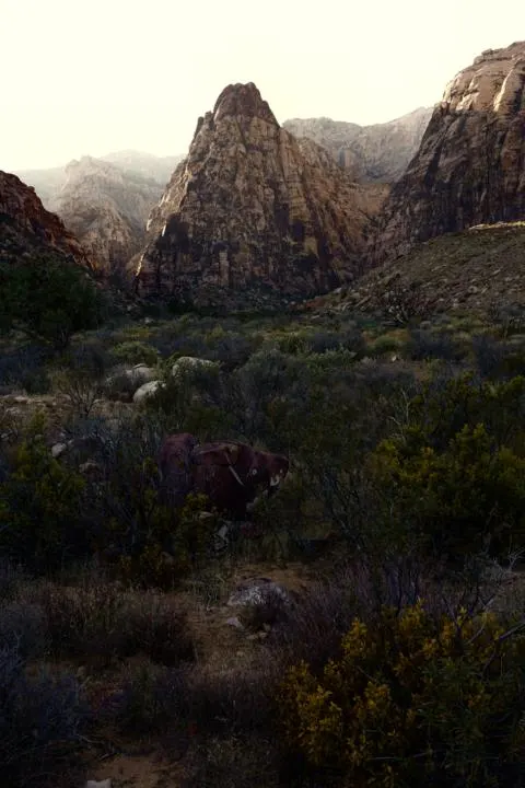 Moody vibes from Pine Creek Canyon: Red Rock Canyon National Conservation Area