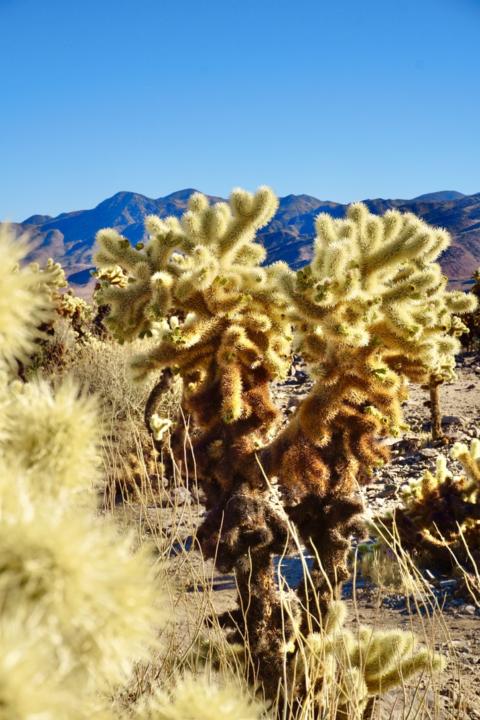A Cholla cactus in the Cholla Garden in Joshua Tree National Park 2 day itinerary