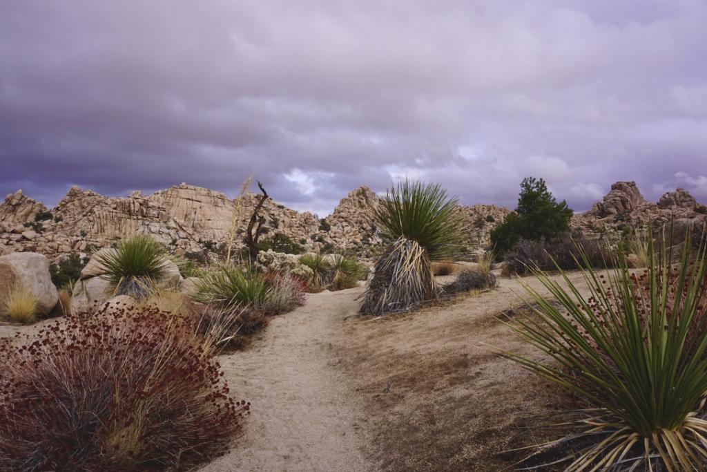 Hidden Valley Nature Trail in this Joshua Tree National Park 2 day itinerary