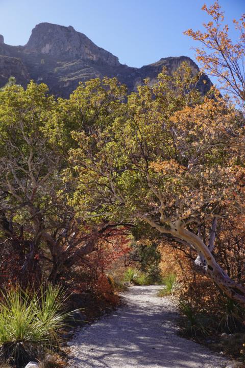 Mckittrick Canyon Trail, Guadalupe Mountains National Park