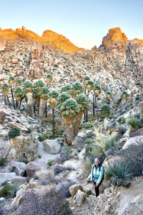 Lost Palms Oasis at Joshua Tree National Park 2 day itinerary