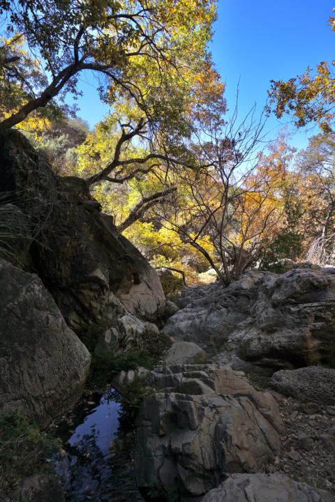 beautiful fall colors in Cattail Falls canyon in big bend national park