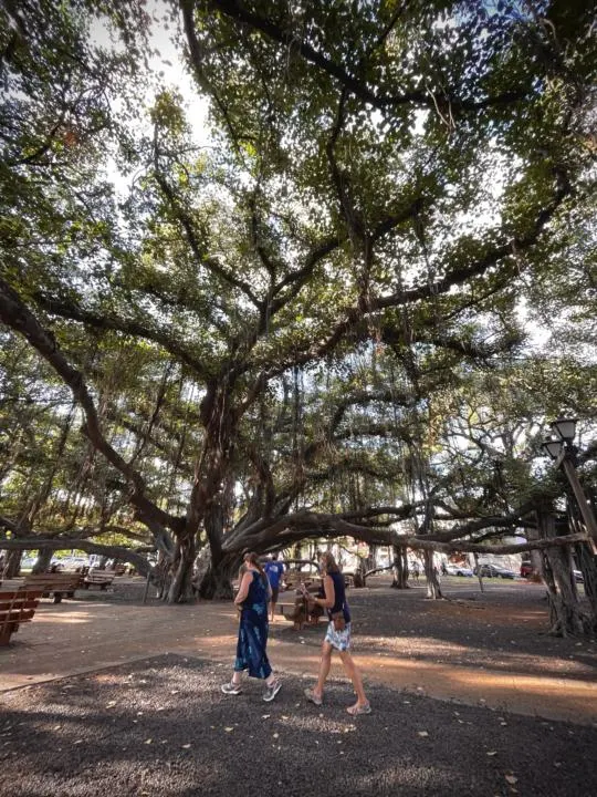 sit under the banyan tree in Maui as a free activity in Maui on a budget
