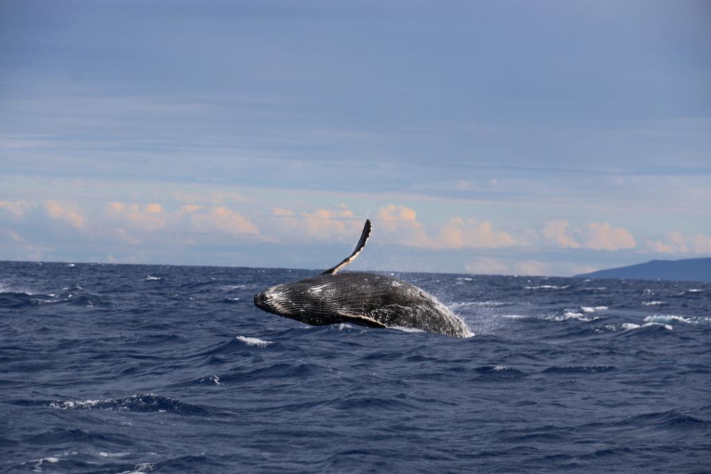 a whale breaching which is one of the best Kauai Tours