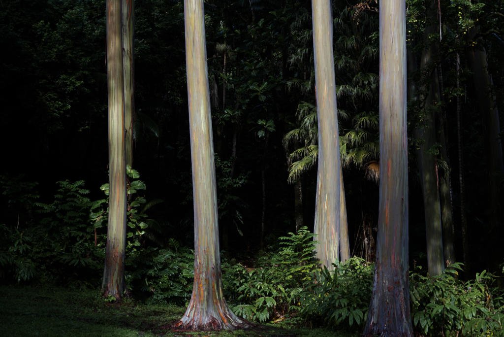 Rainbow Eucalyptus Trees in the Ke'anae Arboretum in Maui.