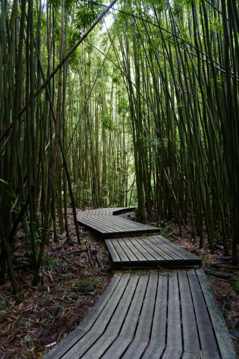 The bamboo forest boardwalk on Pipiwai Trail.