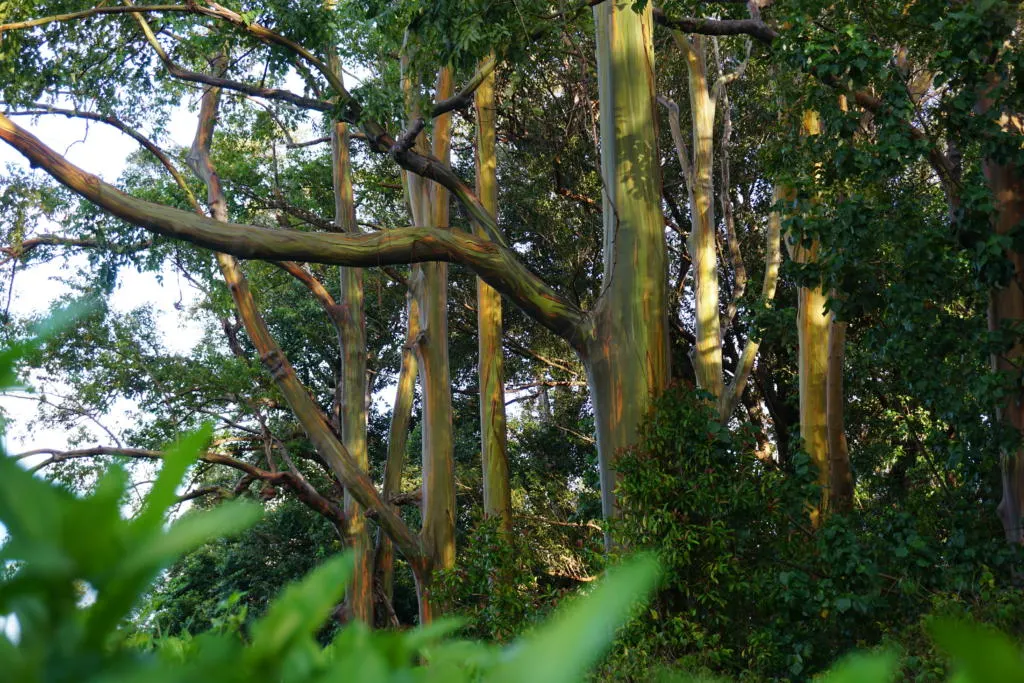 The stand of Rainbow Eucalyptus Trees on the side of the Road to Hana.