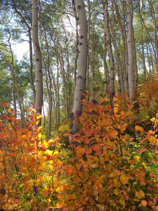 Awesome fall colors on the undergrowth of an aspen grove on Upper Piney River Falls Trail.