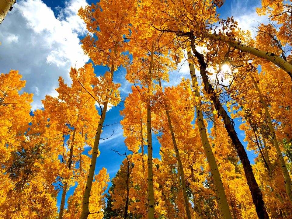 Best fall hikes in Vail To See Aspen Trees' Fall Colors tworoamingsouls