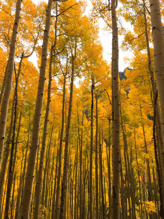 A grove of aspen trees in Vail, Colorado.