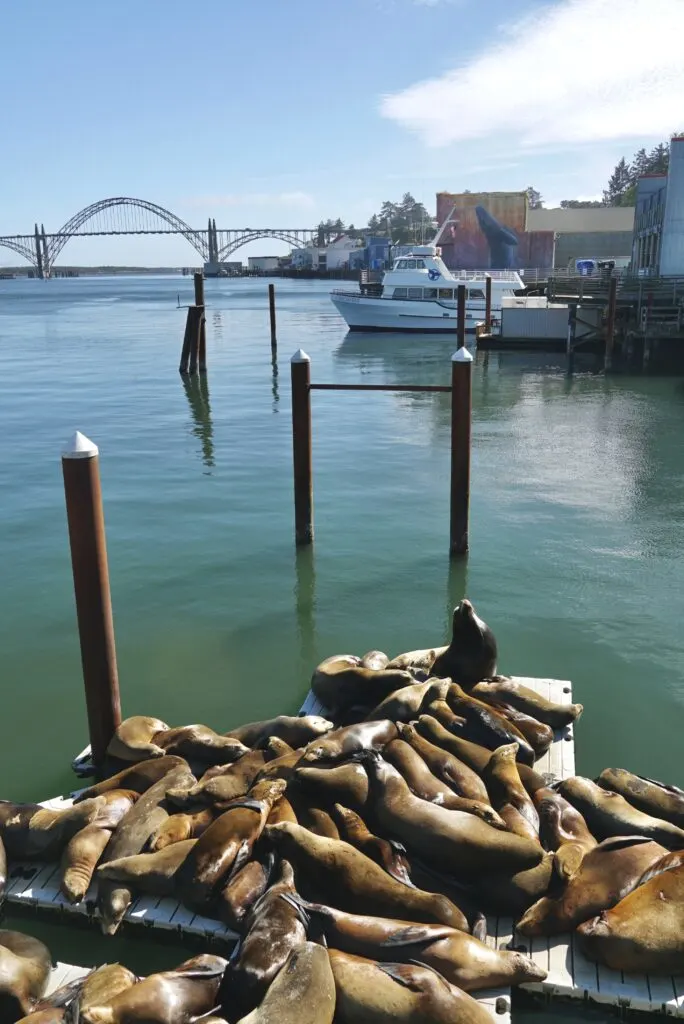 Sea Lion Dock Newport, OR