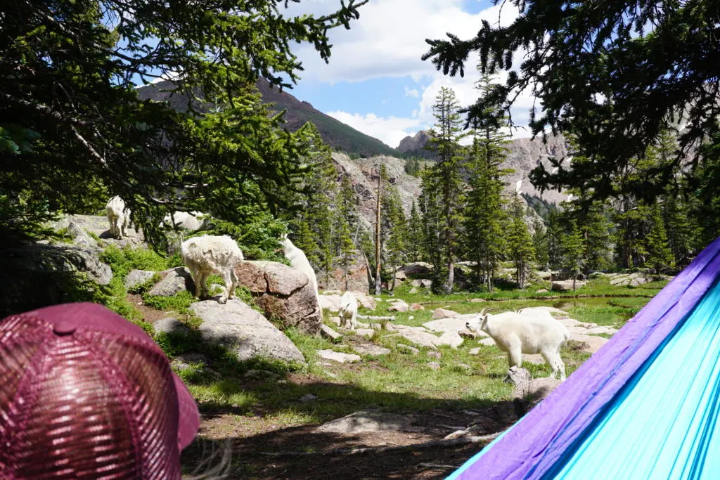 Watching a herd of mountain goats from our hammocks at Gore Lake.