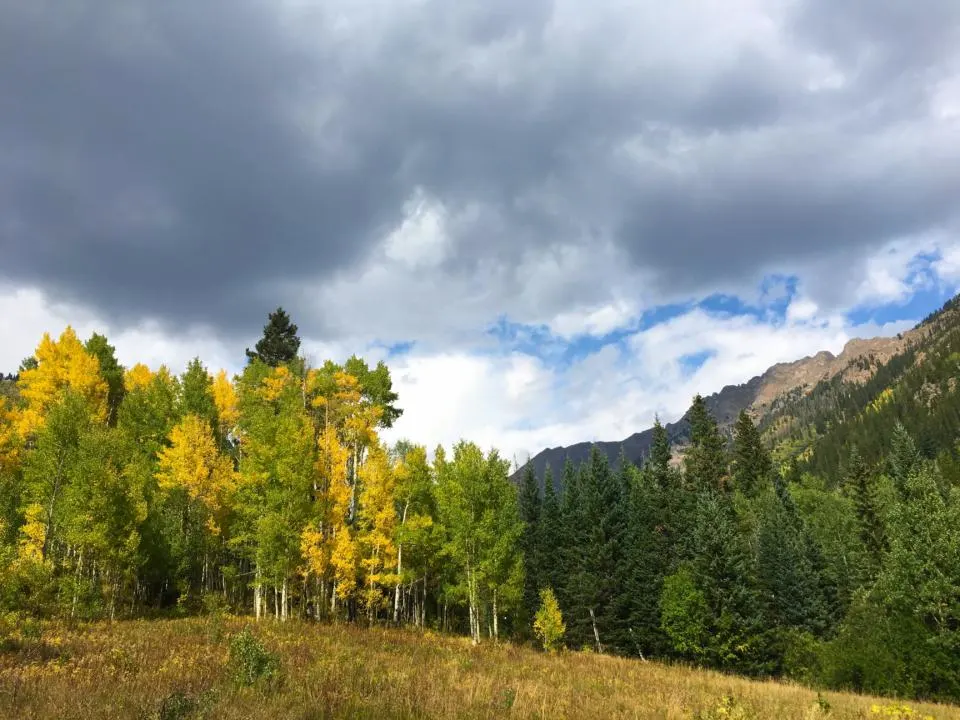 Aspen trees in the fall on Pitkin Lake Trail, one of the best hikes in Vail Colorado