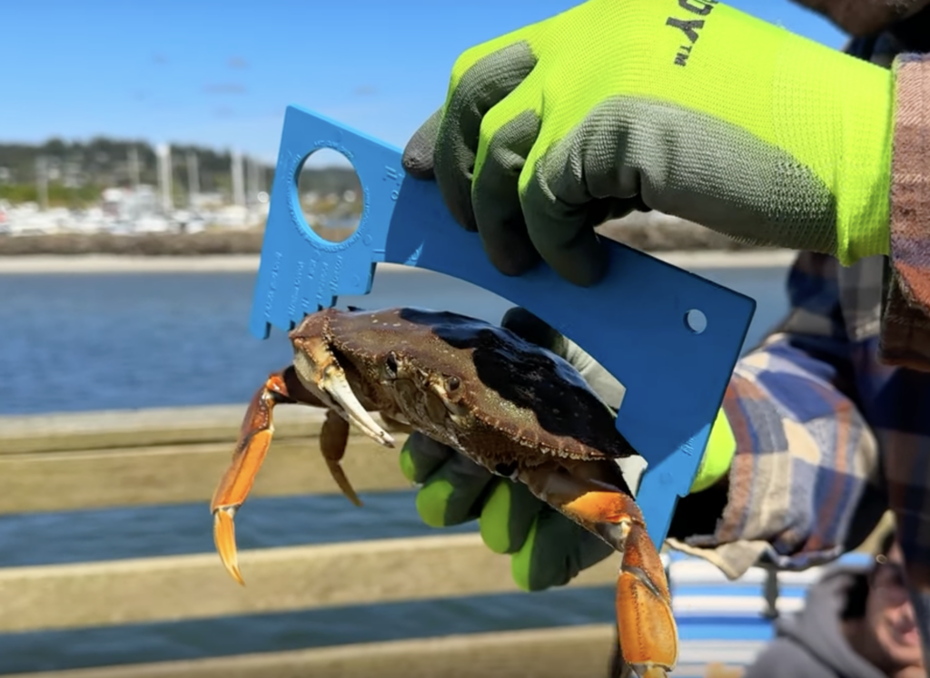 Crab caught off the public pier in Newport, OR