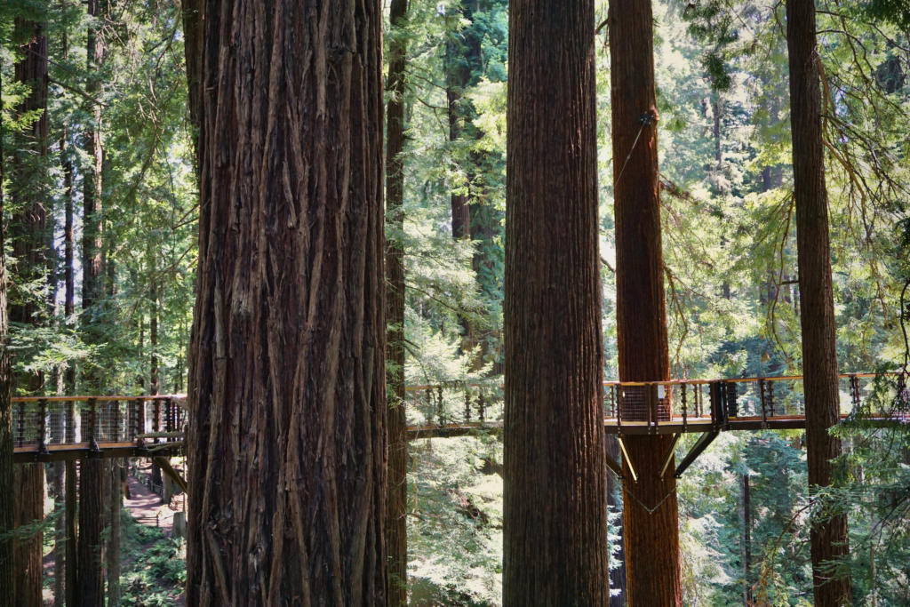 The Redwoods Skywalk