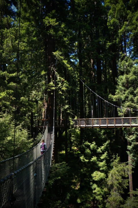 The Adventure Segment of the Redwoods Skywalk.