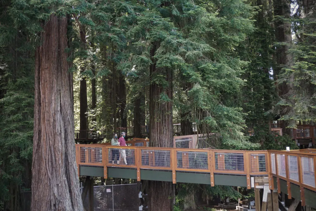 The ascent ramp into the Redwoods Skywalk.