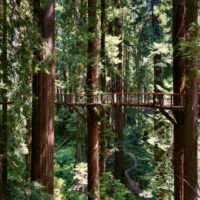 The Redwoods Skywalk in the Sequoia Park Zoo.