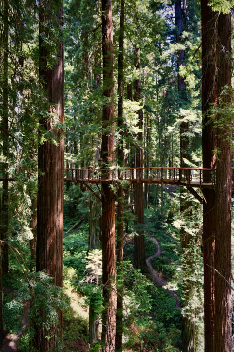 The Redwoods Skywalk in the Sequoia Park Zoo.