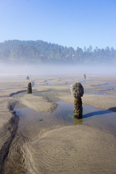 along this Oregon Coast Road Trip, you will find Neskowin Beach, aka Ghost Beach which is the remnants of an old forest 