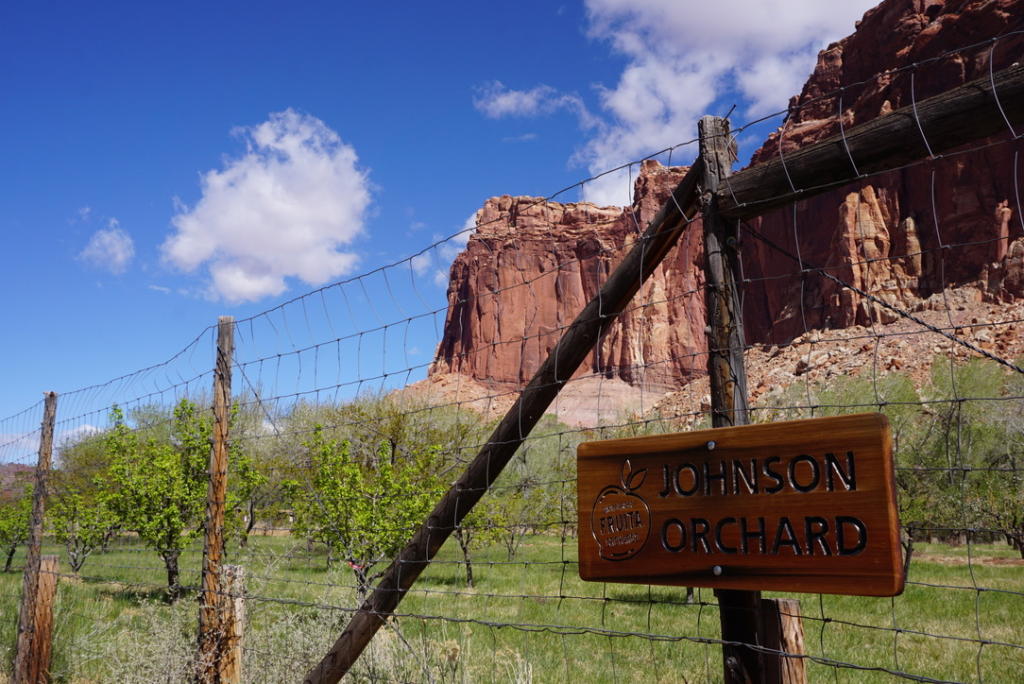 A fruit orchard in Capitol Reef.