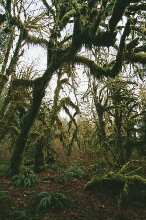 mystic view of the Hoh Rainforest which on the honorable mention list of this Washington Road Trip Guide