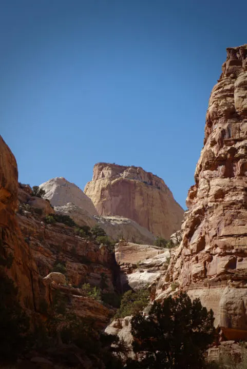 The Golden Throne towering above, viewed from down in Capitol Gorge.