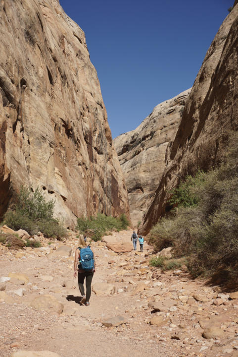 Capitol Gorge Trail is an easy canyon hike in Capitol Reef.