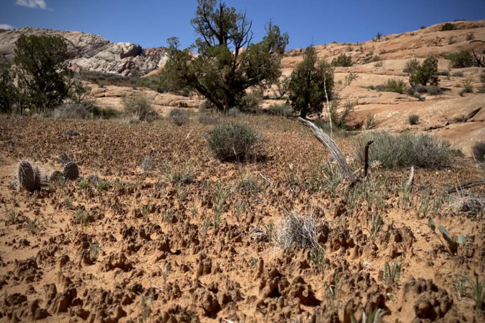 Halls Creek Canyon Backpacking Guide Capitol Reef National Park Two