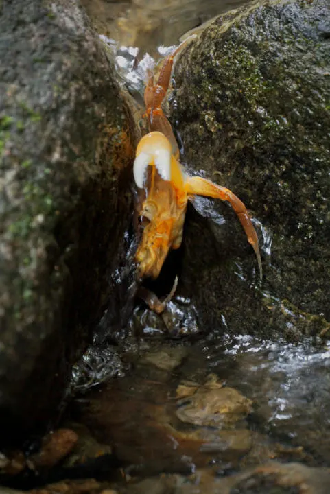 Watch out for bright orange crabs around the plunge pool.