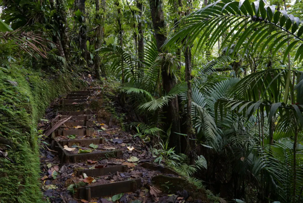 En Bas Saut Trail is deep in the rainforest of Saint Lucia.