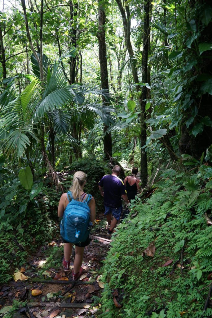 Randonnée BELOUVA rainforest hike, Saturdays.