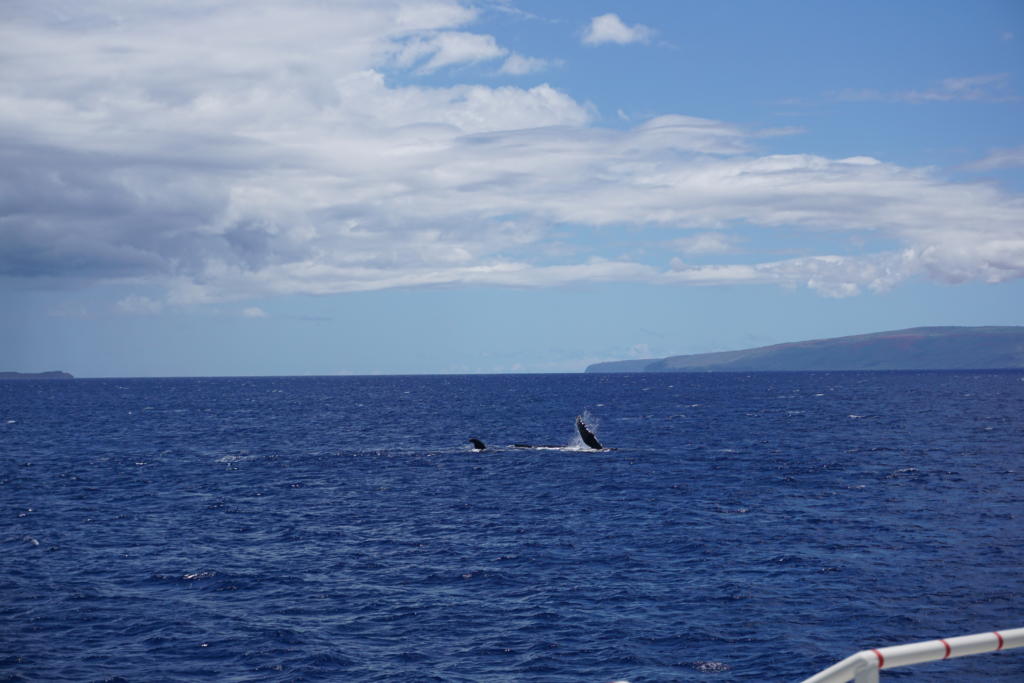 Maui is the best island in Hawaii to visit for whale-watching.