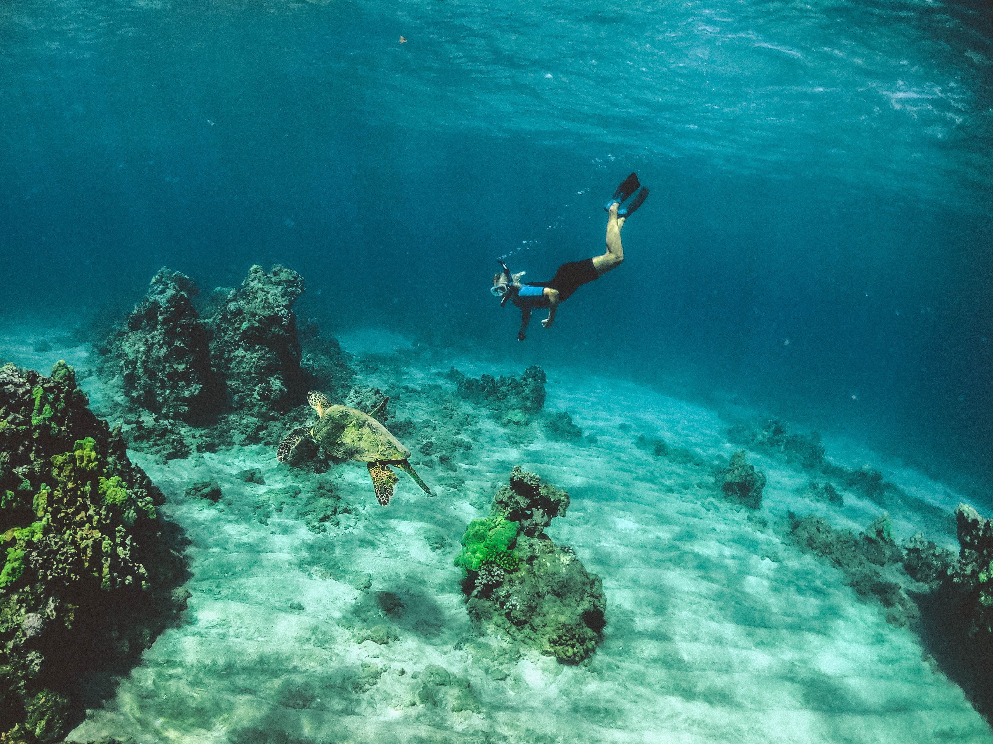 a girl snorkeling with a sea turtle which is one of the epic Kauai Tours