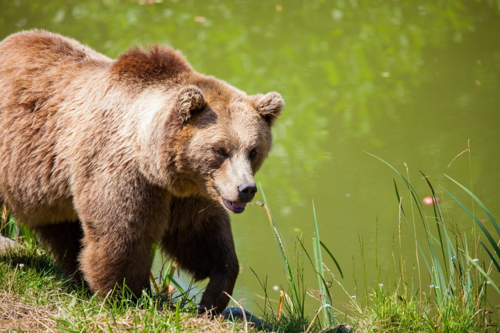 Brown Bear AKA Grizzly Bear
