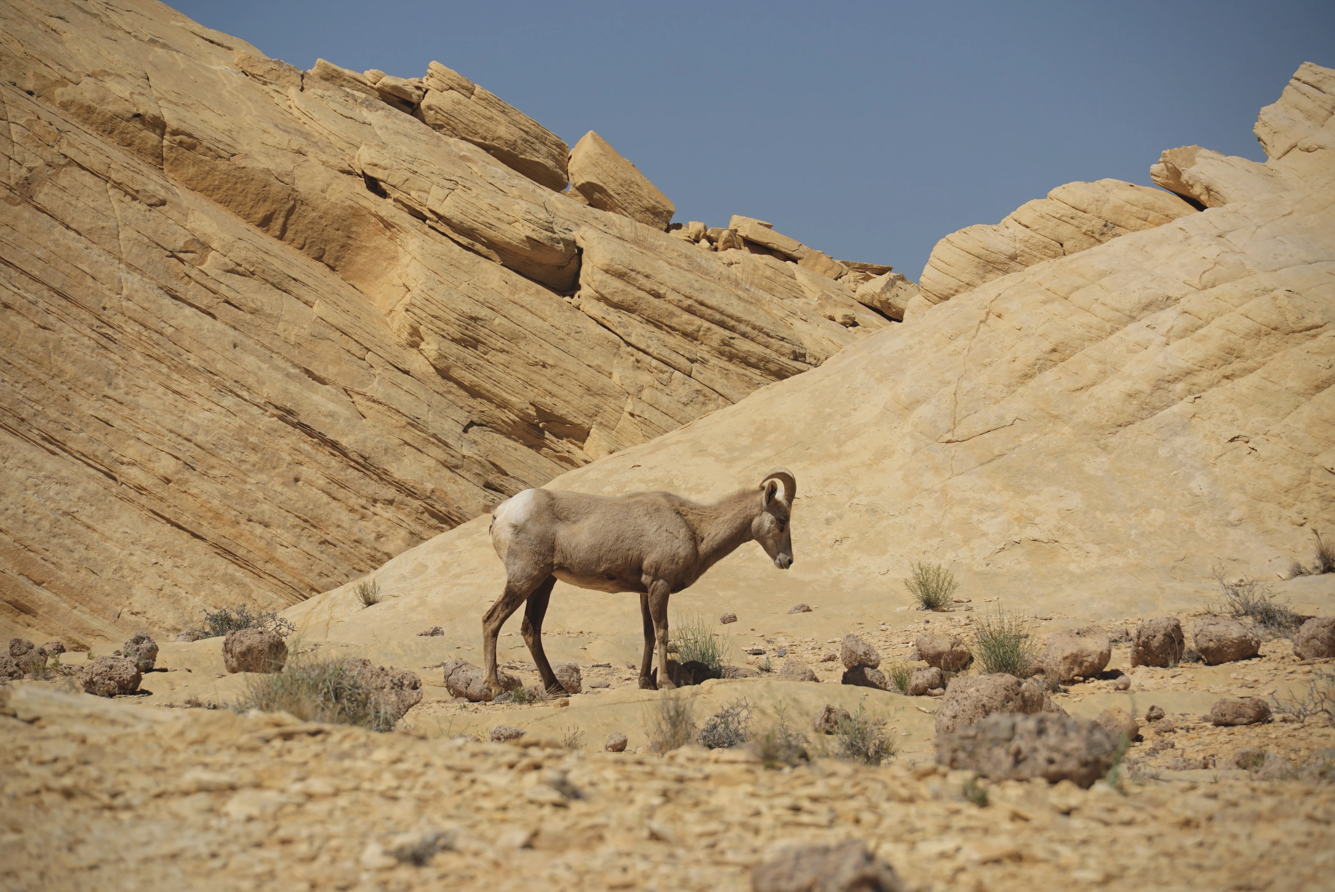 A bighorn sheep grazing in Valley Of Fire State Park.